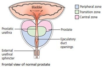 prostate