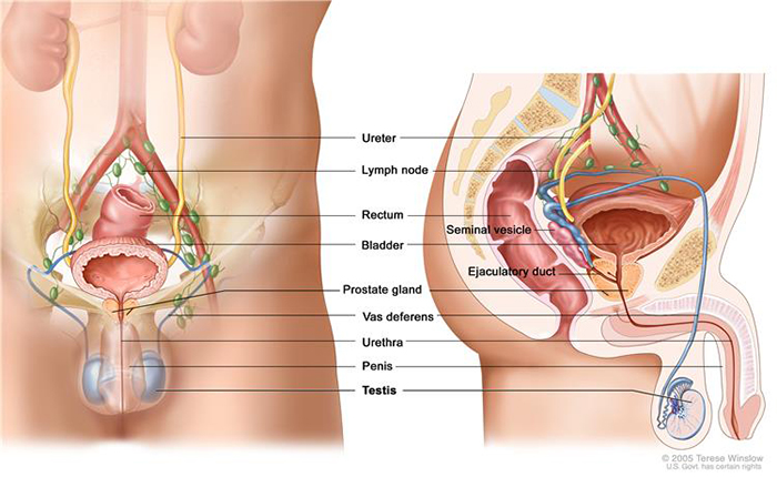 male reproductive and urinary systems