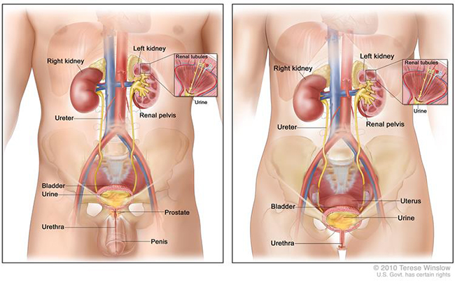 urinary system